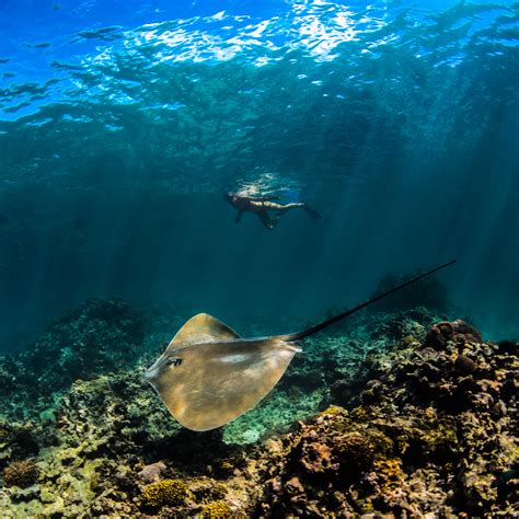 Underwater Photographer La Digue Seychelles Stingray Photographer