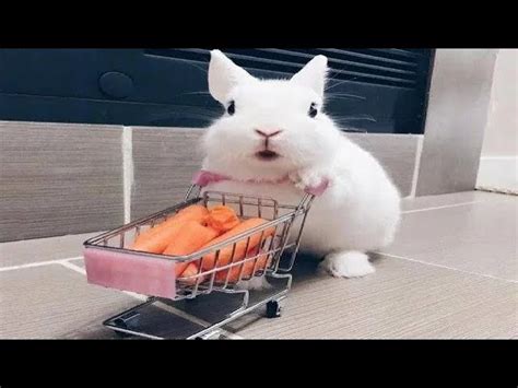 Funny And Cute Baby Bunny Rabbit Videos Baby Animal Video Compilation