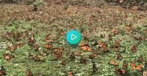 Michoacán’s Monarch Butterfly Sanctuary  On Imgur