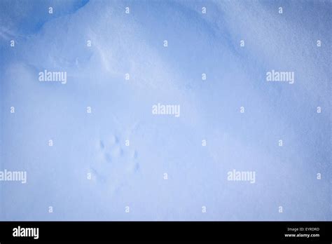 Arctic Fox Vulpes Lagopus Footprints In Snow Dovrefjell