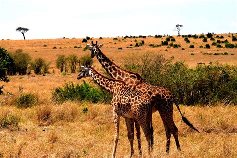 Kenya wildlife safari- Kenya Safari-Kenya Trip-Safari in Kenya