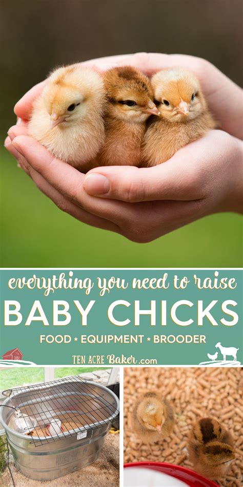 Everything You Need To Raise Baby Chicks Baby Chicks Raising Baby