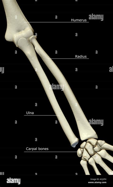 Forearm Bones Hi Res Stock Photography And Images Alamy