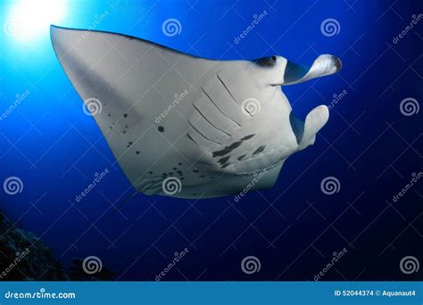 Manta Ray Stock Photo Image Of Life Diving Floating 52044374