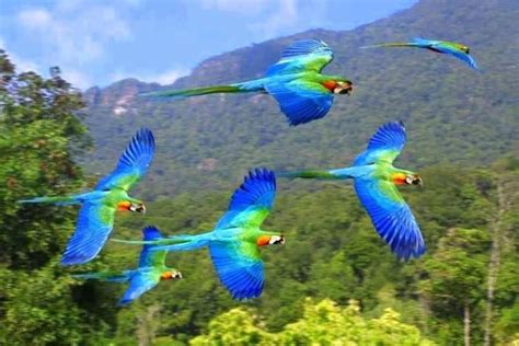 Four Blue And Green Parrots Are Flying In The Air Above Trees With