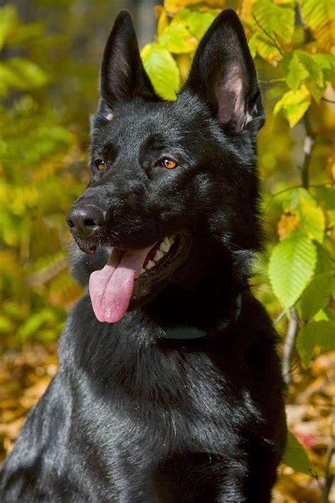 Pets We Love Top 5 Amazing Cute Dogs Black German Shepherd Dog