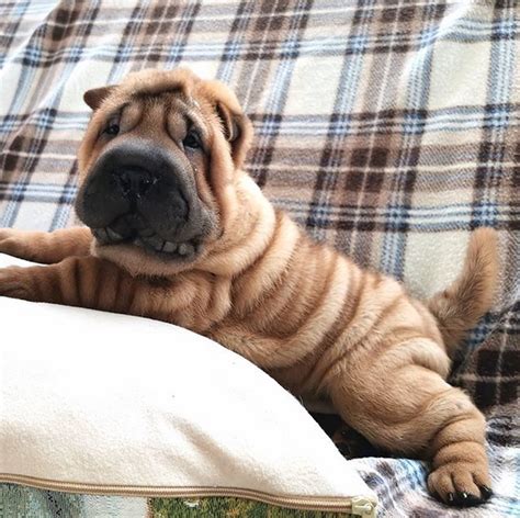 realities   shar pei owners  accept  dogman