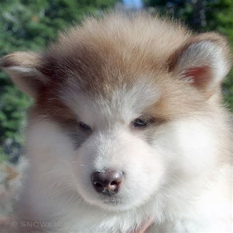 Snowlion Alaskan Malamutes Puppies Now California Malamute Breeders