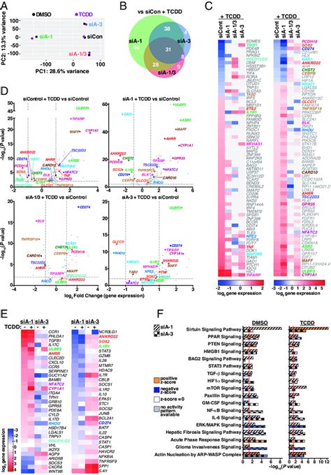 ARNT Isoform Specific Regulation Of AhR Target Gene Expression A