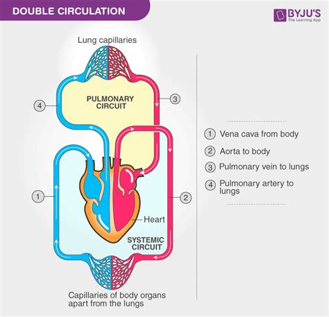 Human Circulatory System Organs Diagram And Its Functions 2022