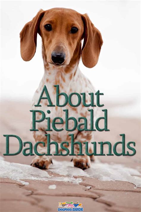 Piebald Dachshund 4 Amazing Color Ticking Discussed Here