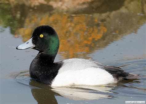 List Of Diving Duck Species For Identification Wildfowl Photography