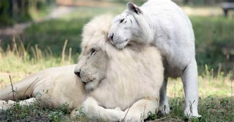 White Lion And White Tiger Had Babies Together And Theyre The Most