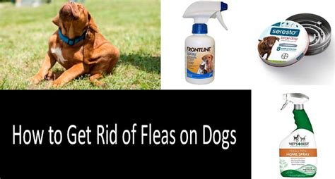What Gets Rid Of Fleas On Dogs