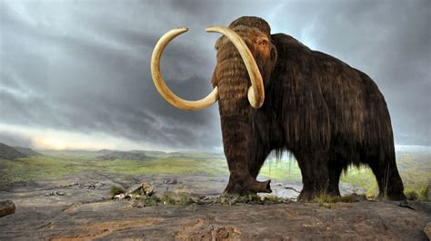 What Doomed Mammoths On A Remote Alaskan Island Science Aaas