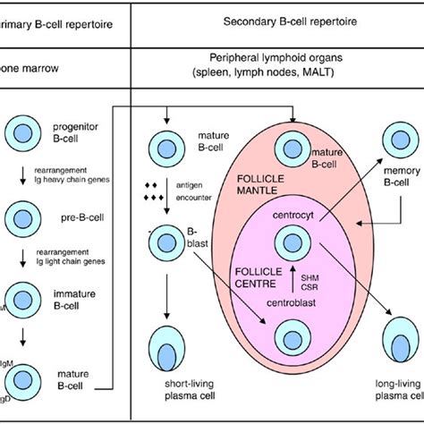 B Cell Development Schematic Representation Of The Events In The