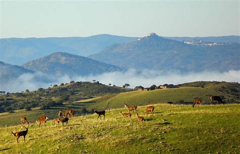 The sierra morena is one of the main systems of mountain ranges in spain. Rechazo agrícola a la posible declaración de Sierra Morena ...
