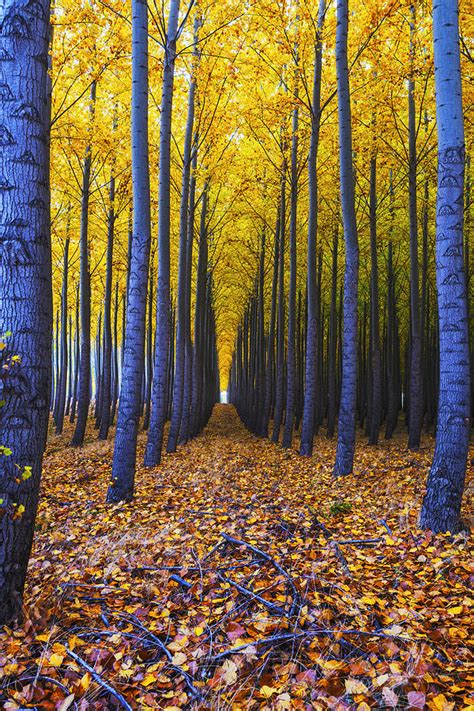 Endless Forest Photograph By Vishwanath Bhat Fine Art America