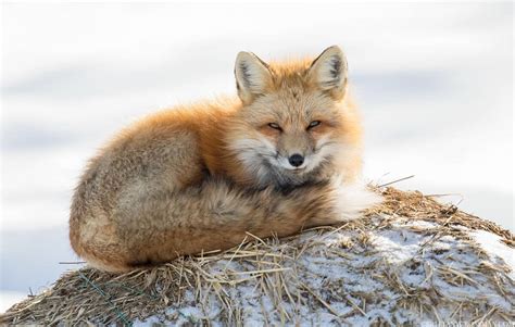 Red Foxes Brittany Crossman Photography