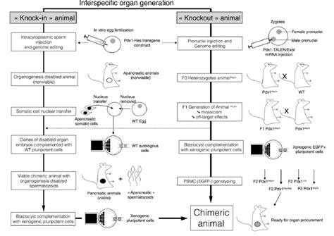 A transgenic organism can be defined as an organism that has had genes from another organism put into its genome through recombinant dna techniques (transgenic organisms). Interspecific organ generation steps for transgenic (knock-in) or... | Download Scientific Diagram