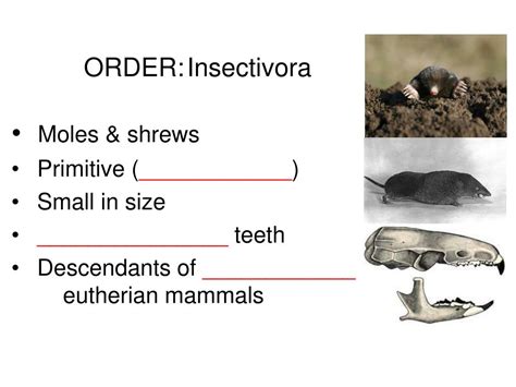 Ppt Eutherian Mammals Placental Mammals Powerpoint Presentation