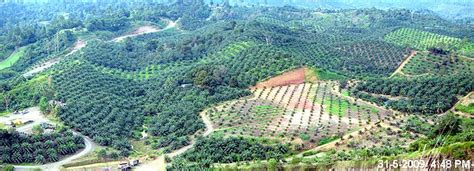The conglomerate has business interests in industrial products, motor vehicles, properties, healthcare, logistics, insurance. Photographs of Oil Palm Plantation in Tawau, Malaysia