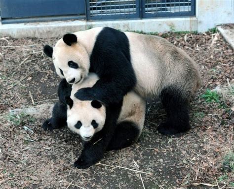 Randy Pandas Get Privacy At Tokyo Zoo