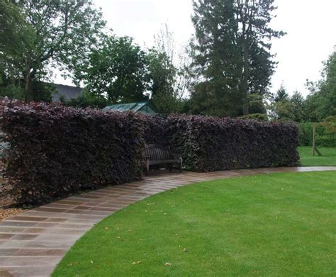 Purple Beech Fagus Sylvatica Purpurea Hedge Practicality Brown