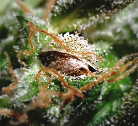 The older the seed the harder they are to pop. How to Germinate Weed Seeds. Part 4. Step by Step Guide ...