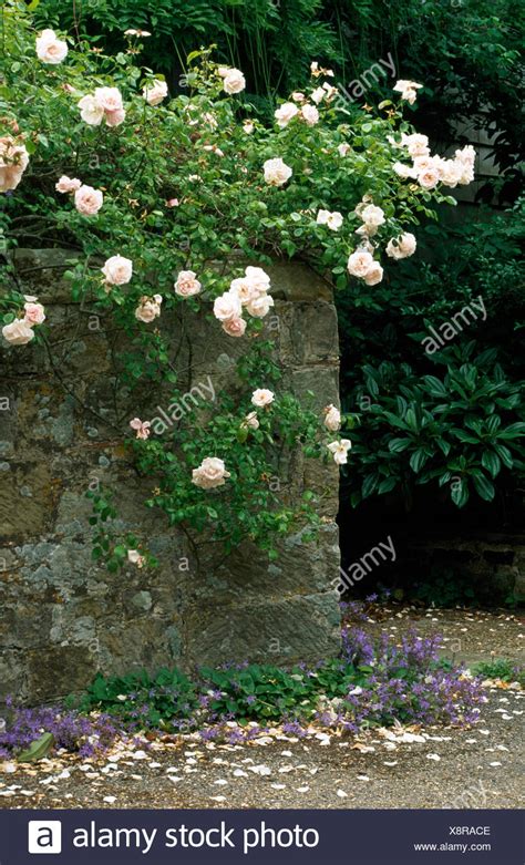 Pale Pink Climbing Roses On Old Stone Wall In Country
