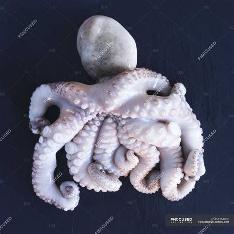 Fresh Raw Octopus — Delicious Cuisine Stock Photo 151364882