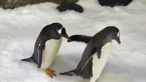 Same Sex Penguin Couple Becomes First In Australia To Foster An Egg Youtube