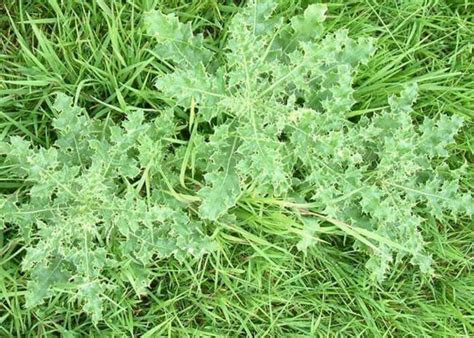 How To Remove Thistle Weeds From Your Lawn MyhomeTURF