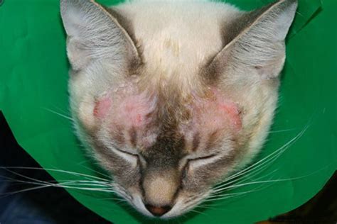 How To Treat Mange In Cats Petswall