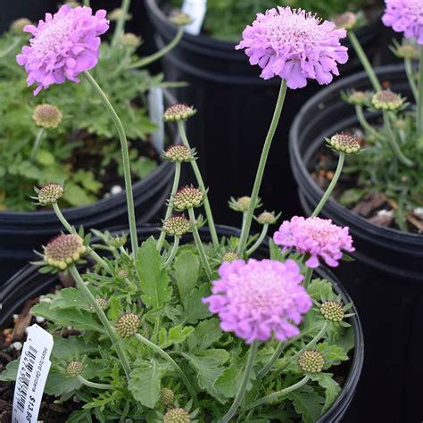 Scabiosa Columbaria Butterfly Blue Horsford Gardens And Nursery