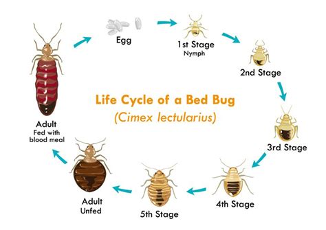 Bed Bugs Vs Lice What You Need To Know The Pest Rangers