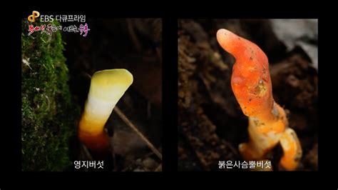 영지 건축 전문 자재 꾸러미는 영지 다용도 제작대에서 제작할 수 있으며, 재건축 시 명예점수 500점과 해당 영지의 기여도 20을 획득합니다. 영지버섯과 비슷한 붉은사슴뿔버섯 - YouTube