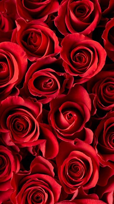 Many Red Roses Are Arranged Together