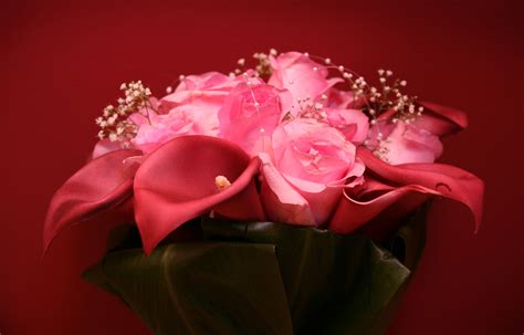 Ingyenes Képek Kivirul Fényképezés Virágszirom Piros Rózsaszín