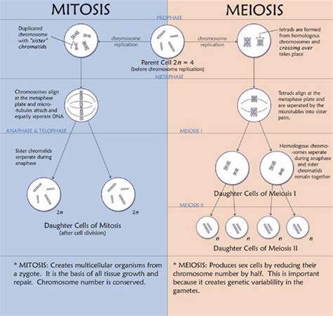 Meiosis, on the other hands, is a special type of. Difference Between Mitosis And Meiosis | Biology lessons ...