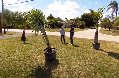 How To Plant A Palm Tree In 10 Easy Steps With Pictures