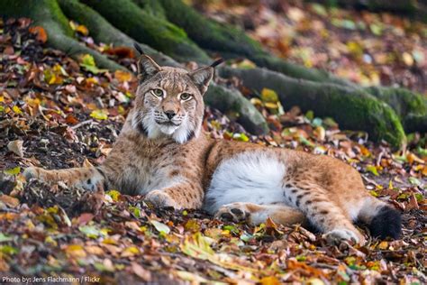 Interesting Facts About The Eurasian Lynx Just Fun Facts