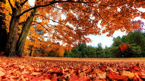 Autumn Maple Tree High Definition Wallpapers Hd Wallpapers