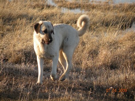 Email us via email (galgamenti.kangal@gmail.com) looking for 4 puppy (male) owners. Prairie Winds Hampshires: Guardian Dog Profile: The Kangal