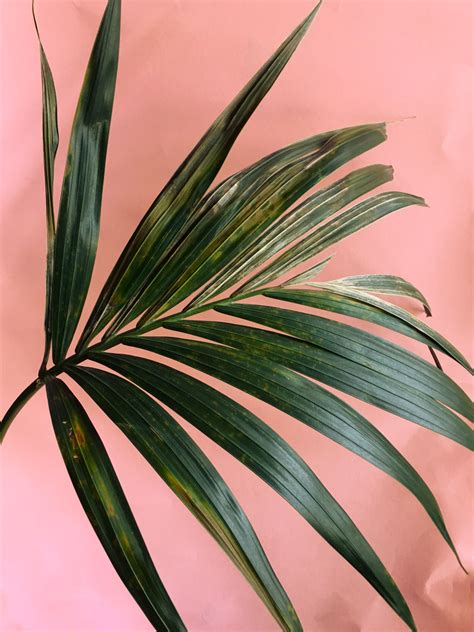 Kentia Palms And Yellow Leaves — La Résidence · Plant Care Tips And More