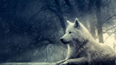 See more ideas about wolf, wolf images, wolf spirit. Wolf Wallpapers | Best Wallpapers