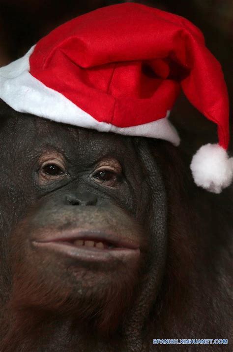 Reasons Monkeys Should Never Be Pets HowStuffWorks, 50% OFF