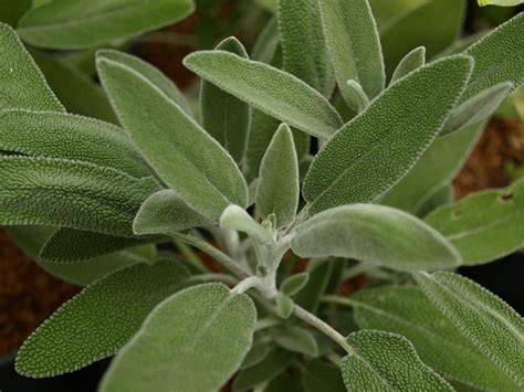 Photo Of The Leaves Of Greek Sage Salvia Fruticosa Posted By