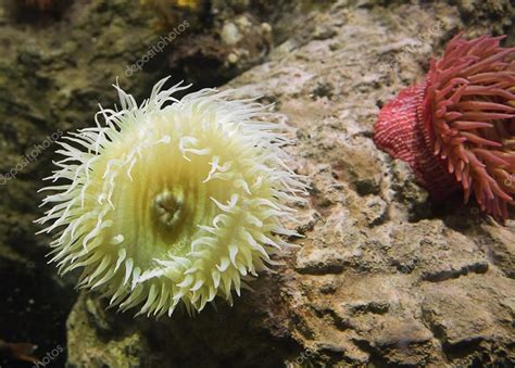 Sea Anemone — Stock Photo © Goodday 41740665