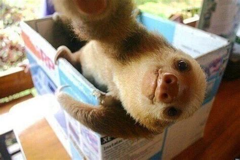 Sloth Selfie Will Steal Your Heart Photo